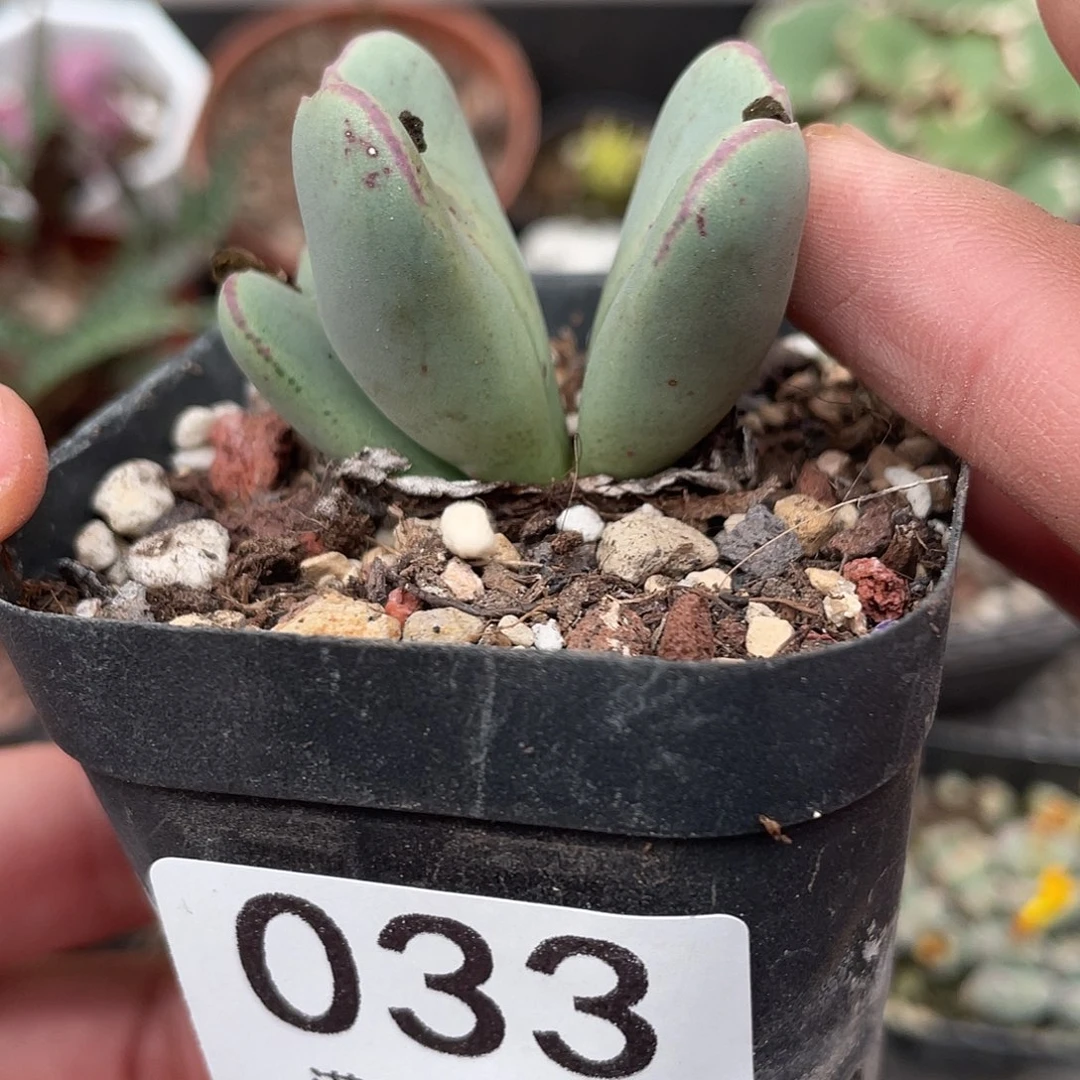 033三头少将（满18元包邮）