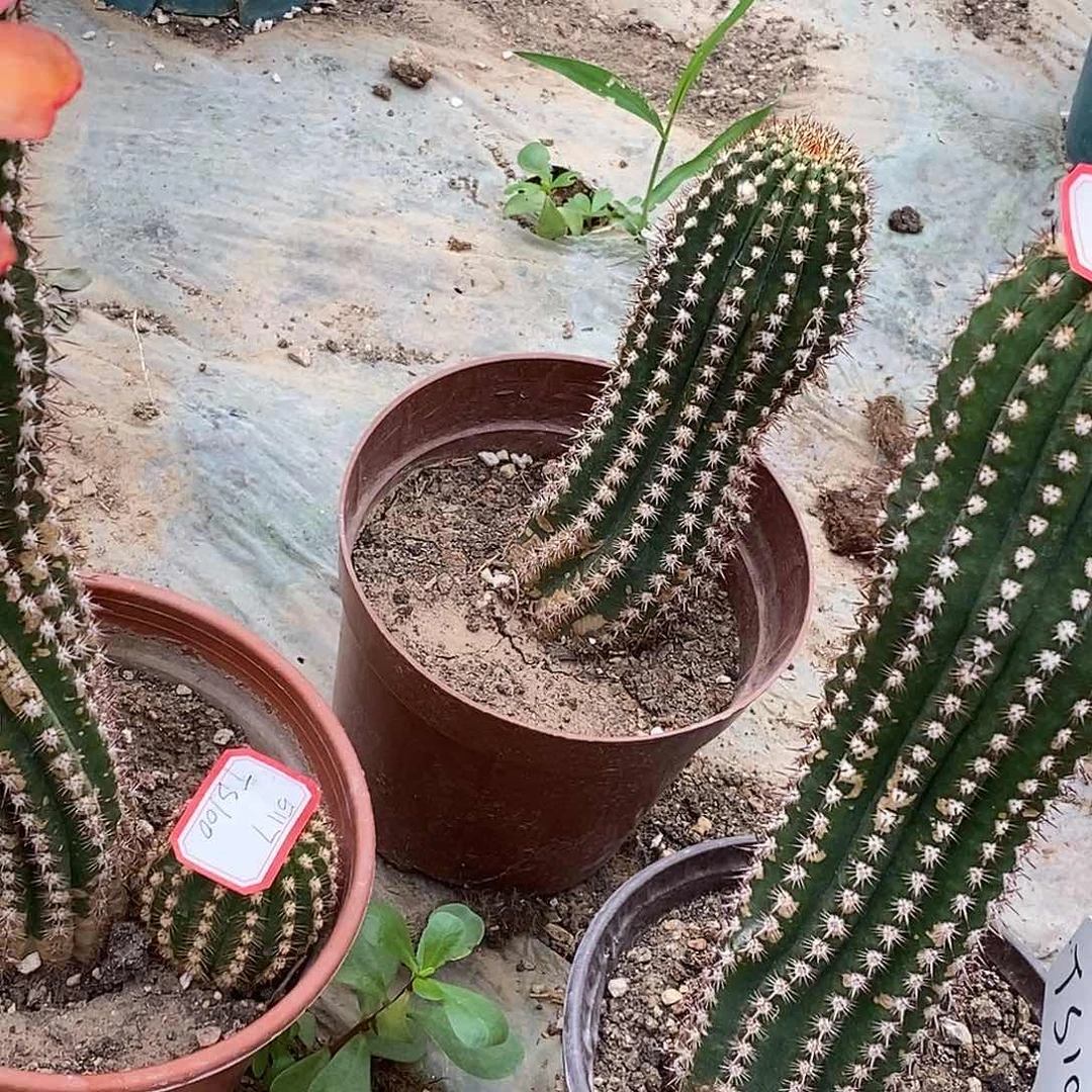 青***草TS100脱土拖盆 20包邮