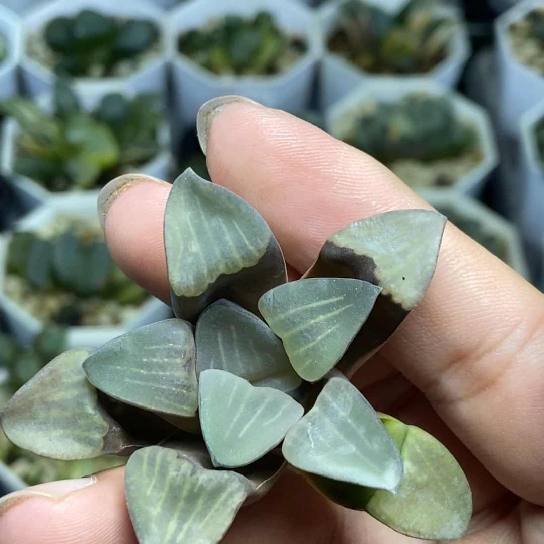 MBB6512砍头无根的