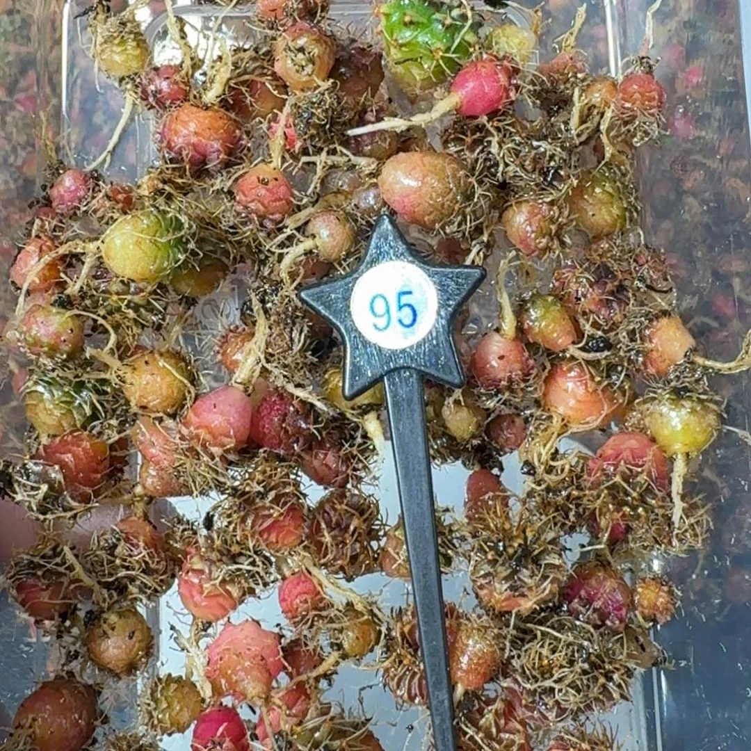 米哈实生自然锦练手球95