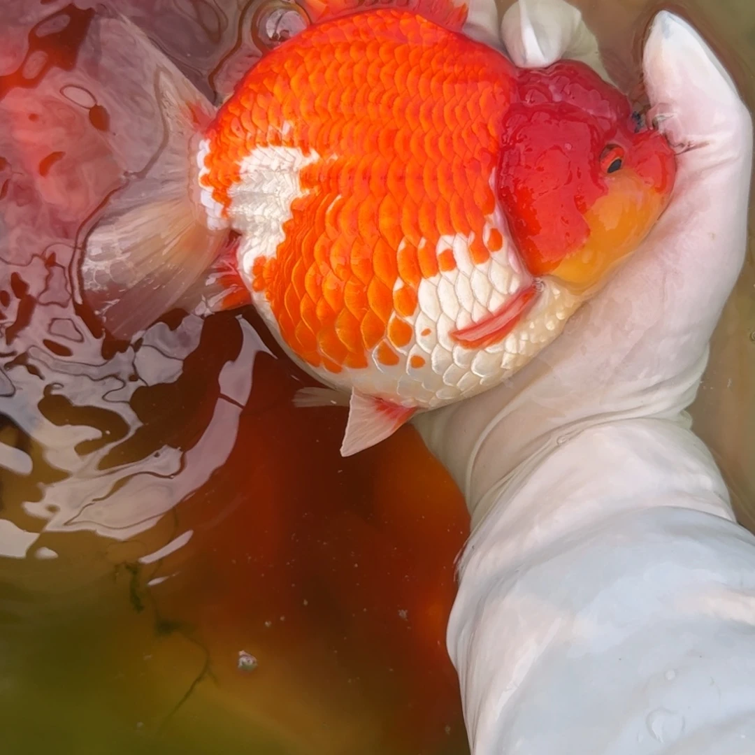 金鱼将军短尾红白