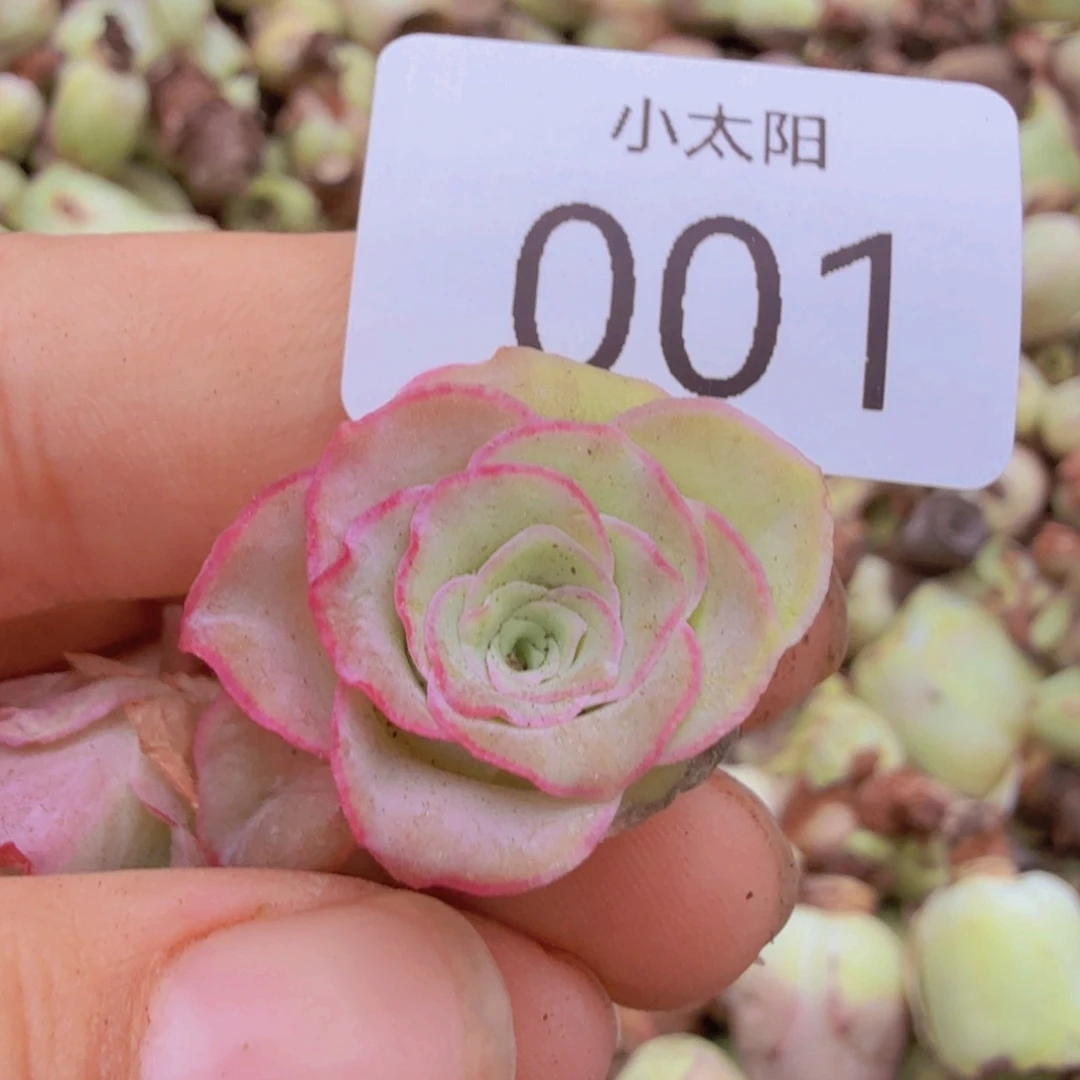 无花朵山地玫瑰侧芽1号