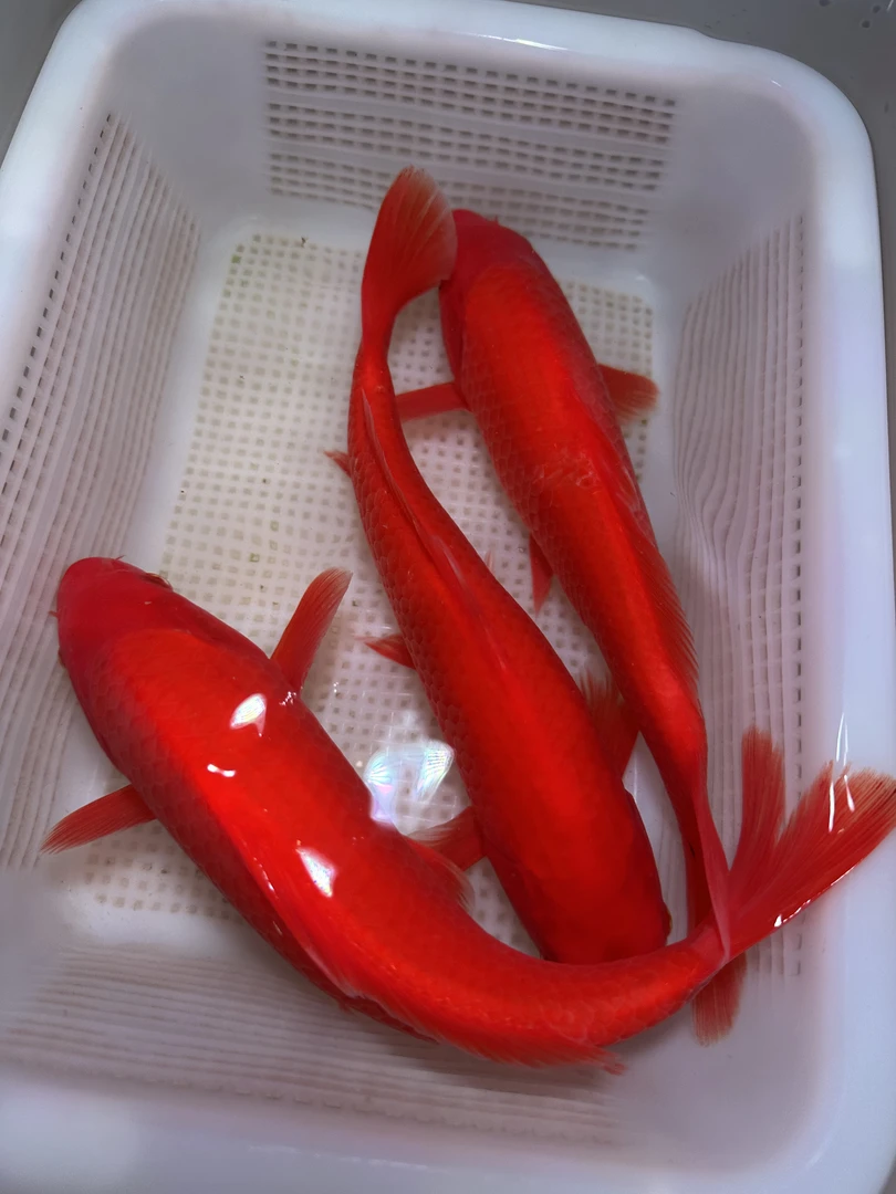 【三条装】精品纯红火鲤锦鲤观赏鱼冷水鱼淡水鱼活体包邮