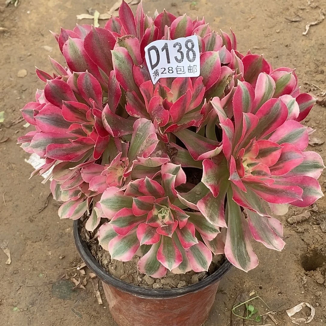 138多肉植物不包断枝