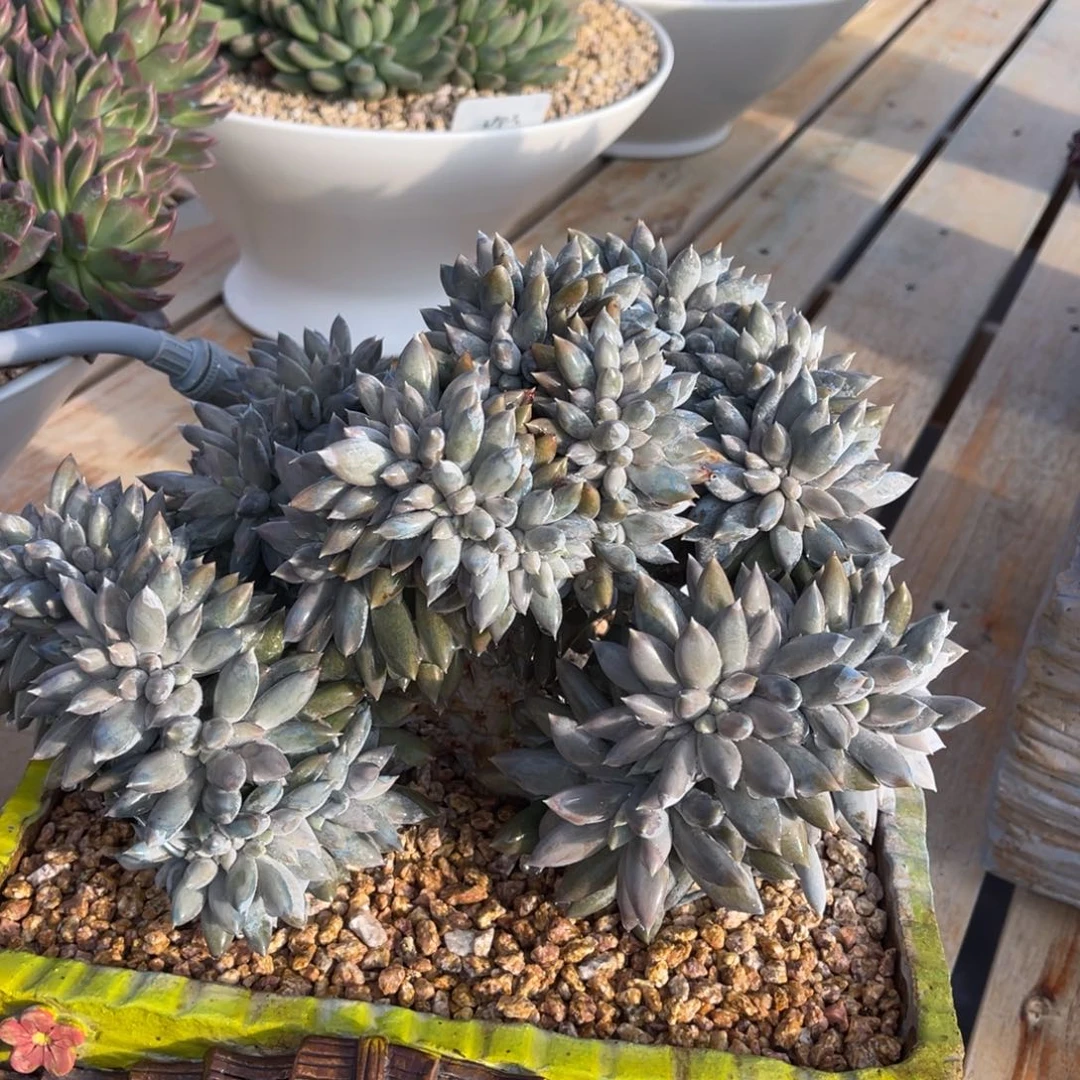 M***亮多肉哥特定金漂亮1