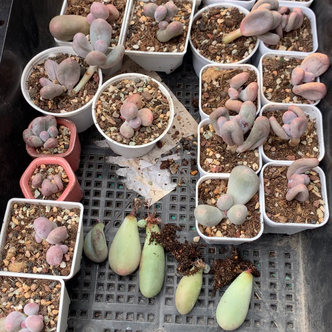 白***猫一起和高后给哈更尴尬