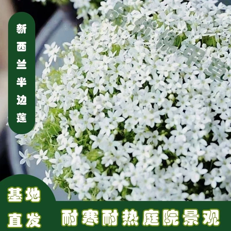 半边莲多年生耐寒耐热宿根地被植物打造美丽花海