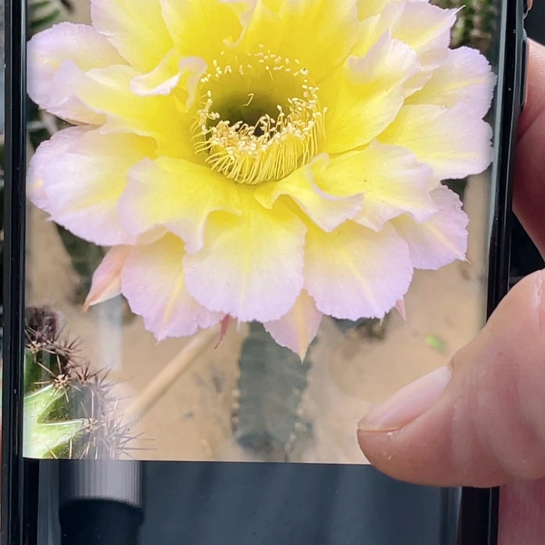彩草 歌谣侧芽 歪 满20包邮5公分