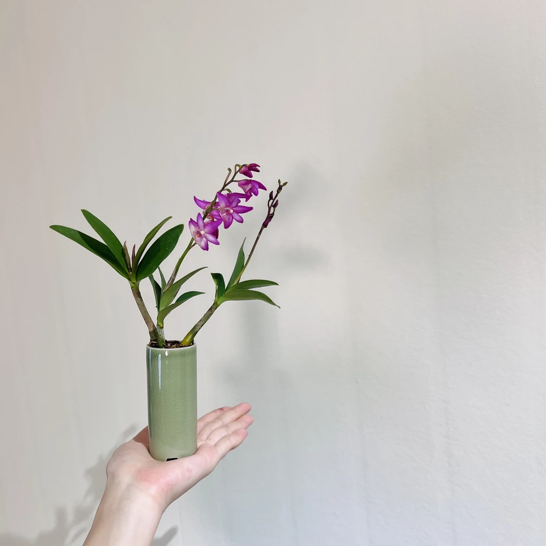 香水石斛室内好养桌面迷你绿植带花苞带盆栽好加赠竖筒青瓷盆