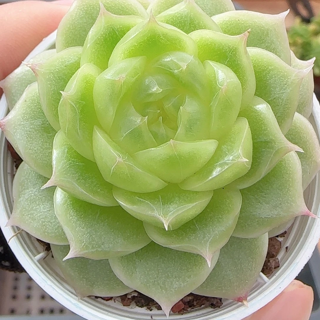 晓***娟多肉0911-159灯泡麦秆