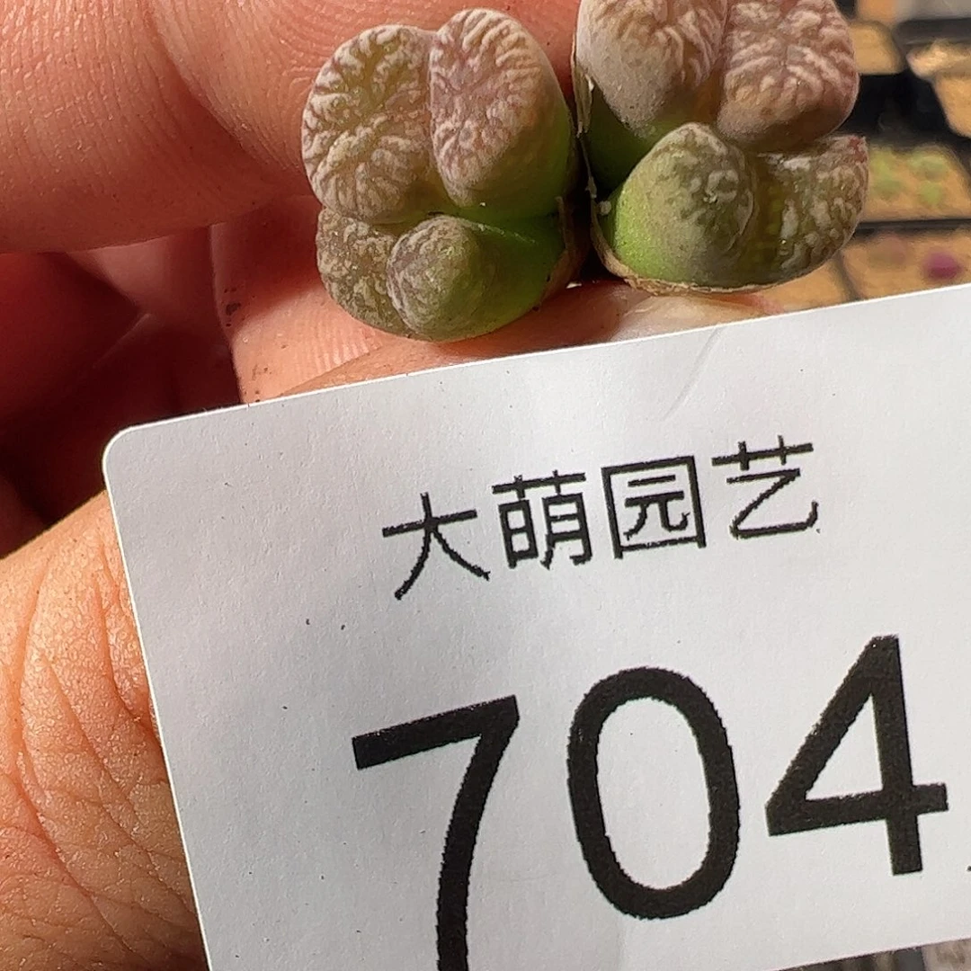 0000704 一物一拍……