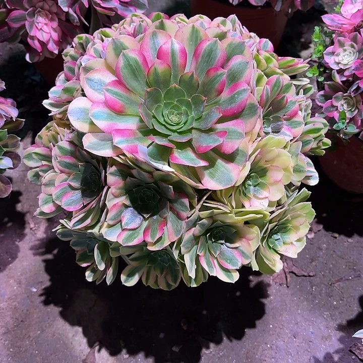 多肉植物雨荷00167