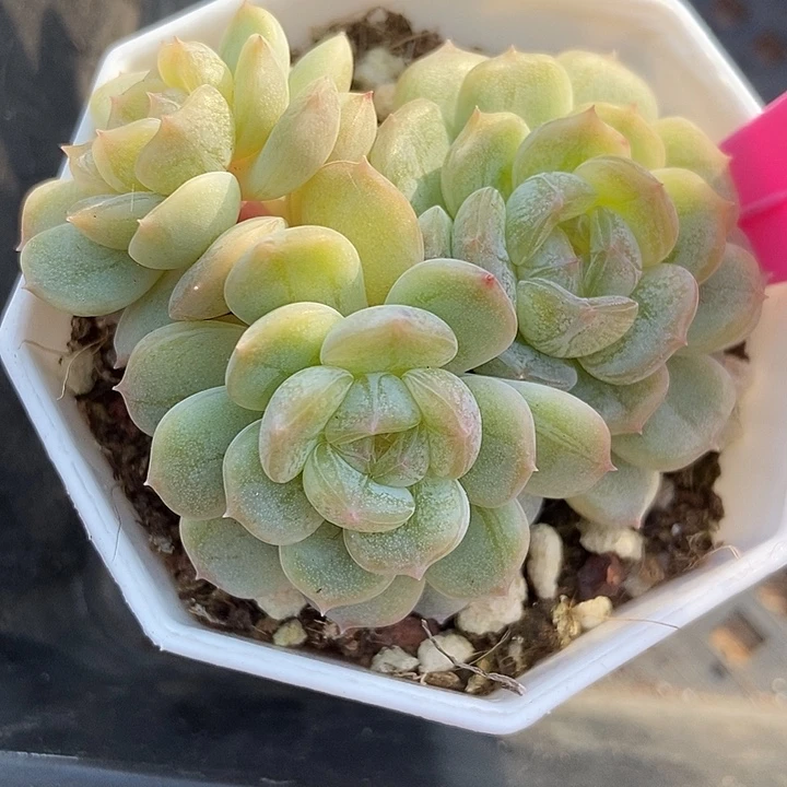 多肉植物白色恋人群48