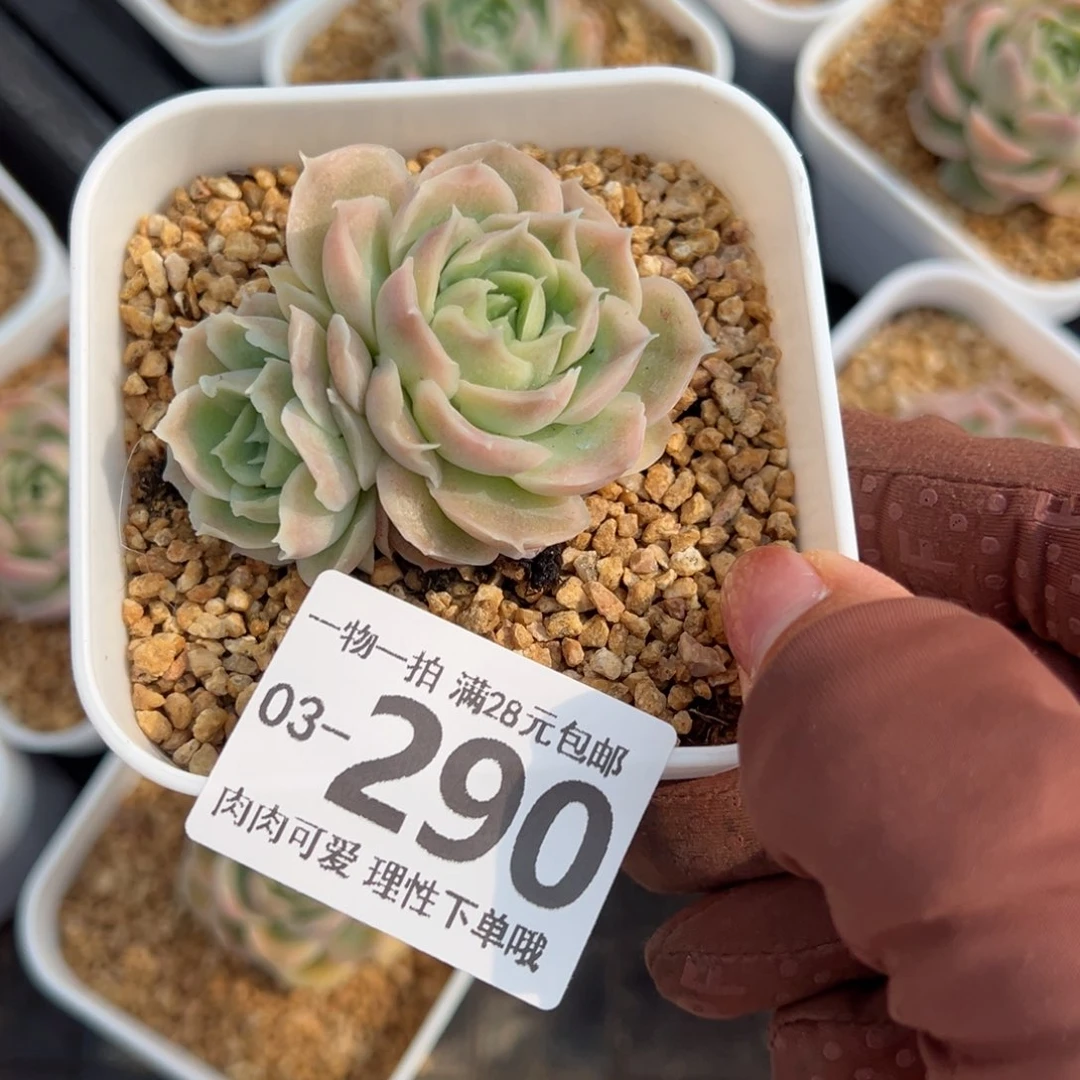 ?****女水晶虾饺多肉多肉多肉多肉