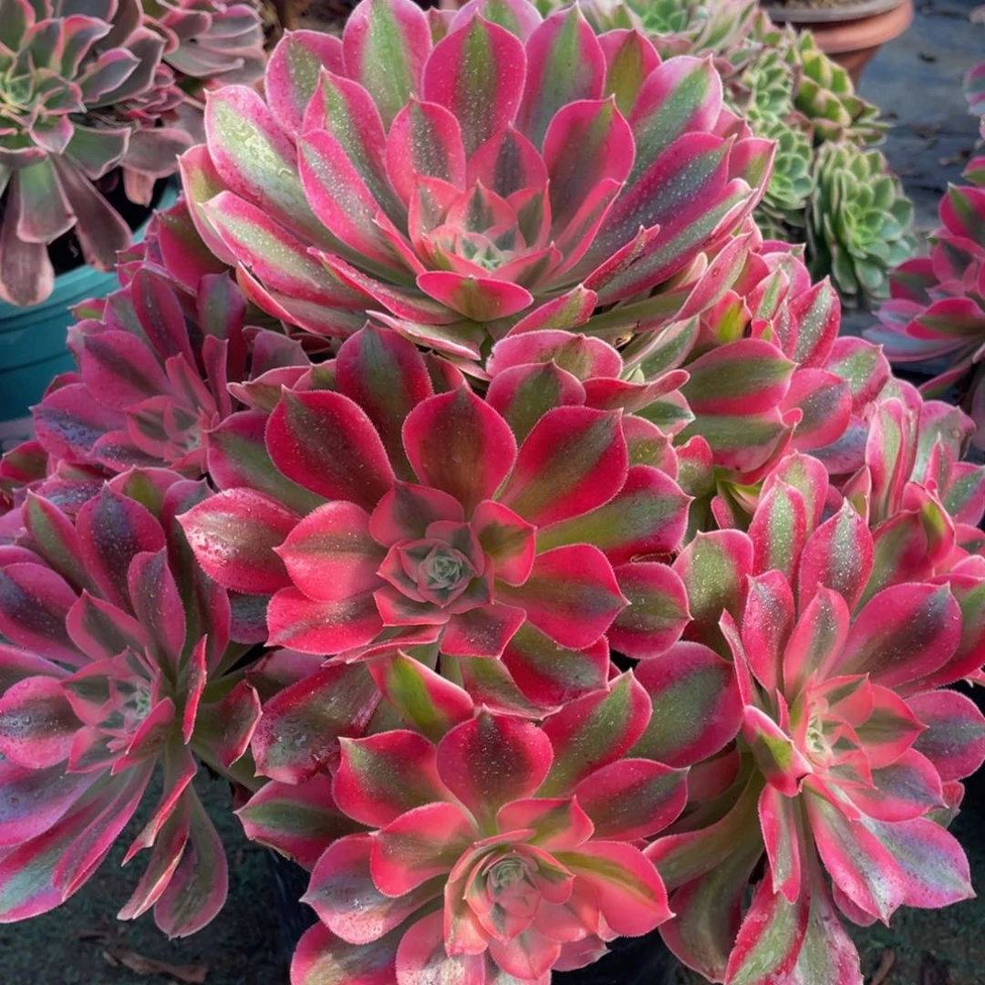 133粉女巫精品法师老桩