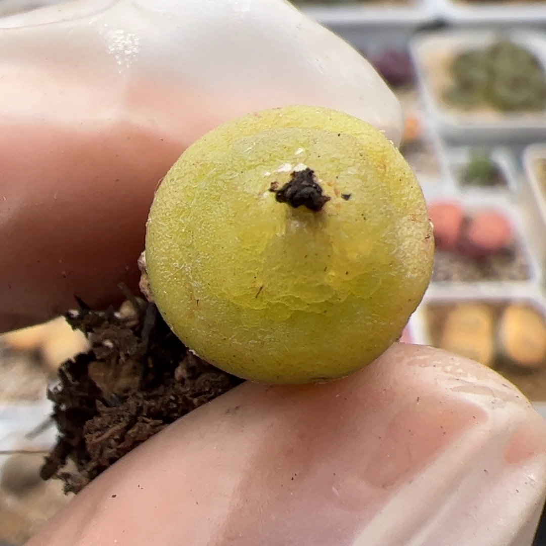 宝****?0443号 哈墨灯泡多肉植物