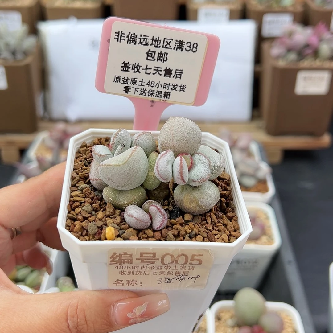 005硬叶白蛋多肉植物
