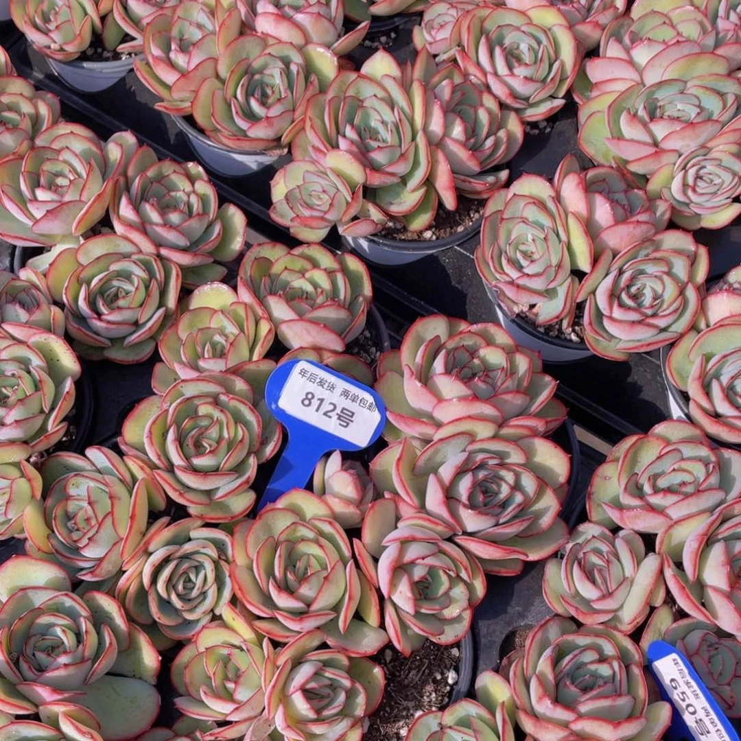 812号牡丹亭群生带腿一个