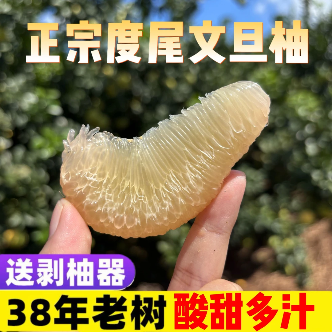 福建仙游度尾文旦柚应季柚子老树柚子当季时令新鲜水果酸甜多汁