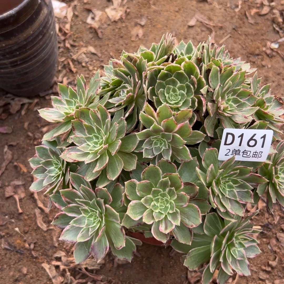 161多肉  万花筒不包断头
