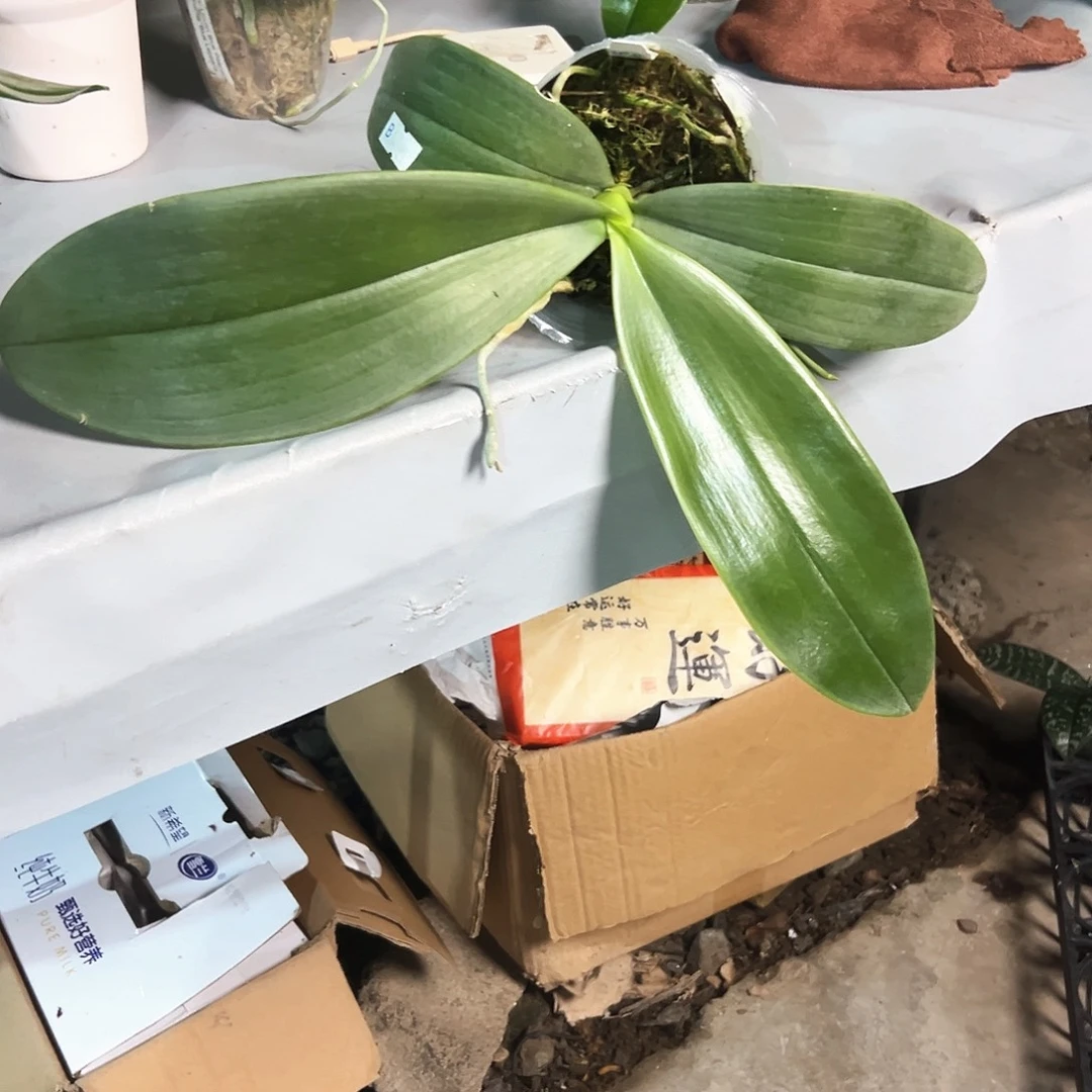 1***）不开花植物墨彩红豆杉3.5