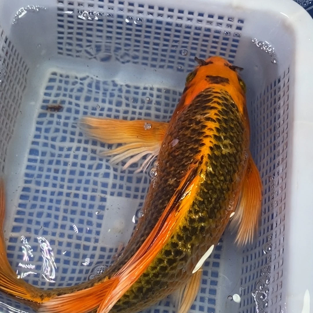 锦鲤冷水锦鲤包邮