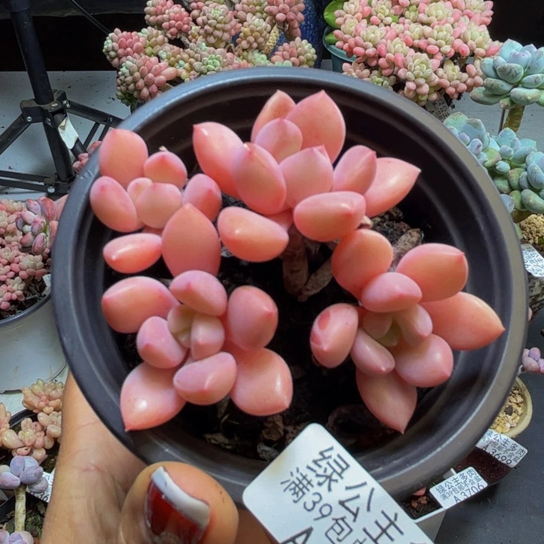 粉桃花3709/7cm多肉