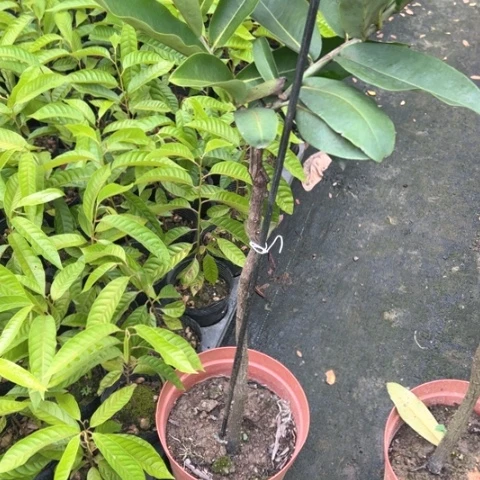 爱***1褚柑有些时候还是很不明白