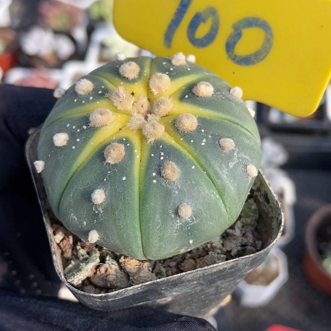 900南瓜蔸多肉植物多肉