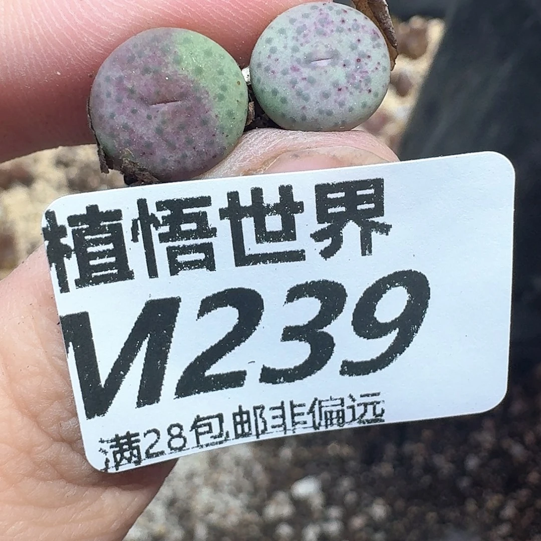 多肉植物的润泽肉饭