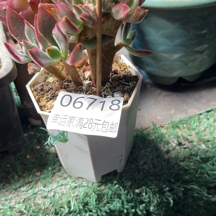 幸运的人会遇到你喜欢幸运