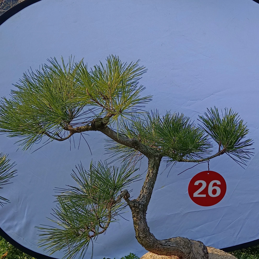 东坡园艺庭院黑松老桩盆景素材