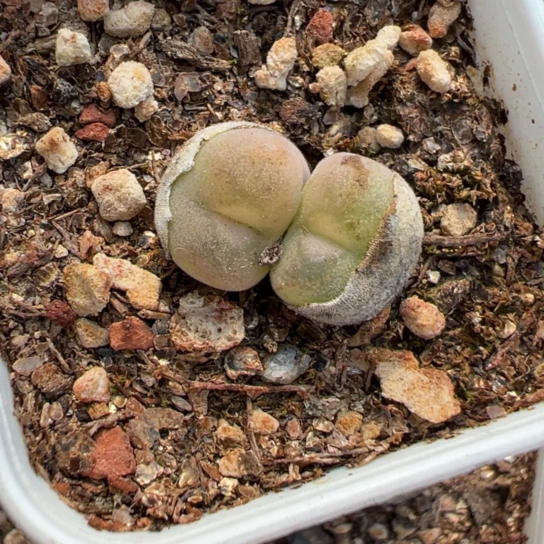 量拍双头空卡佛一颗。多肉