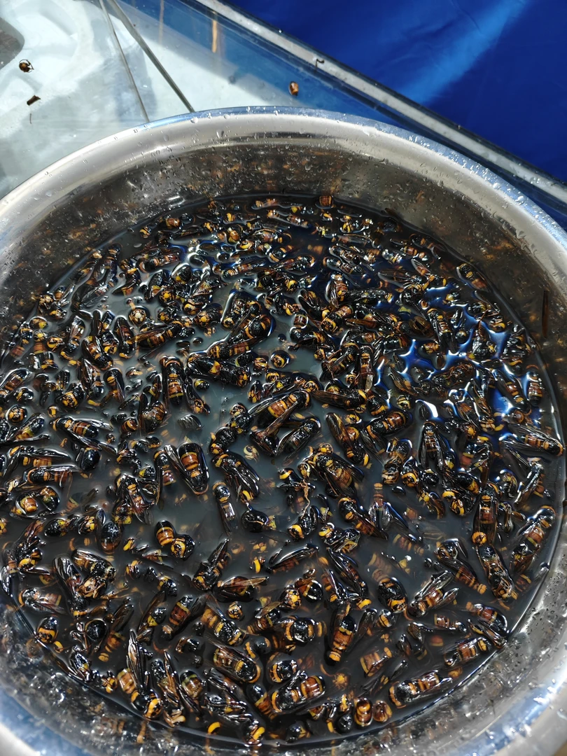 广西黑尾虎头蜂到手120只