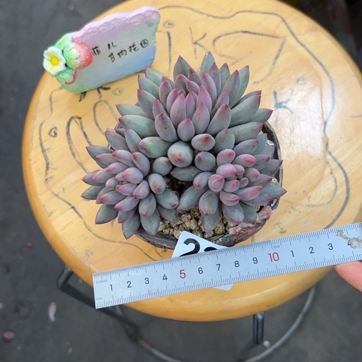 S***、238多肉植物组合盆栽