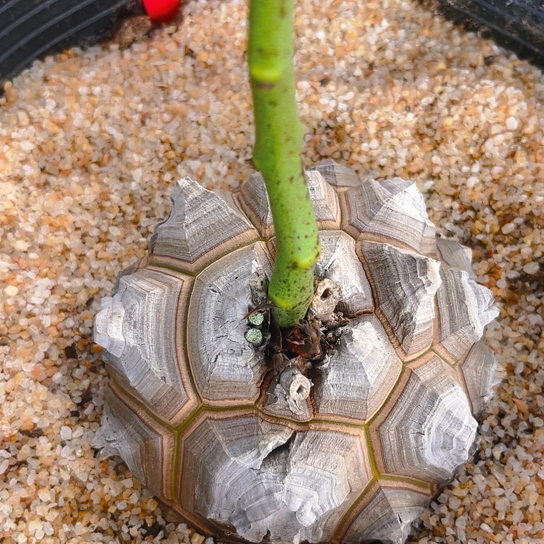 潮流植物精品大龟，AB03