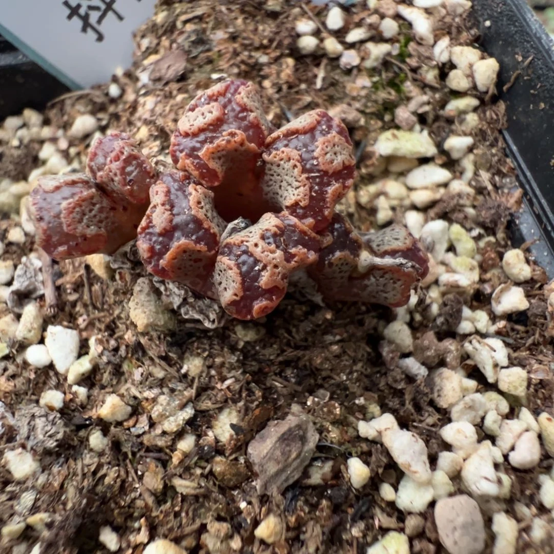 3-41肉锥多肉植物，