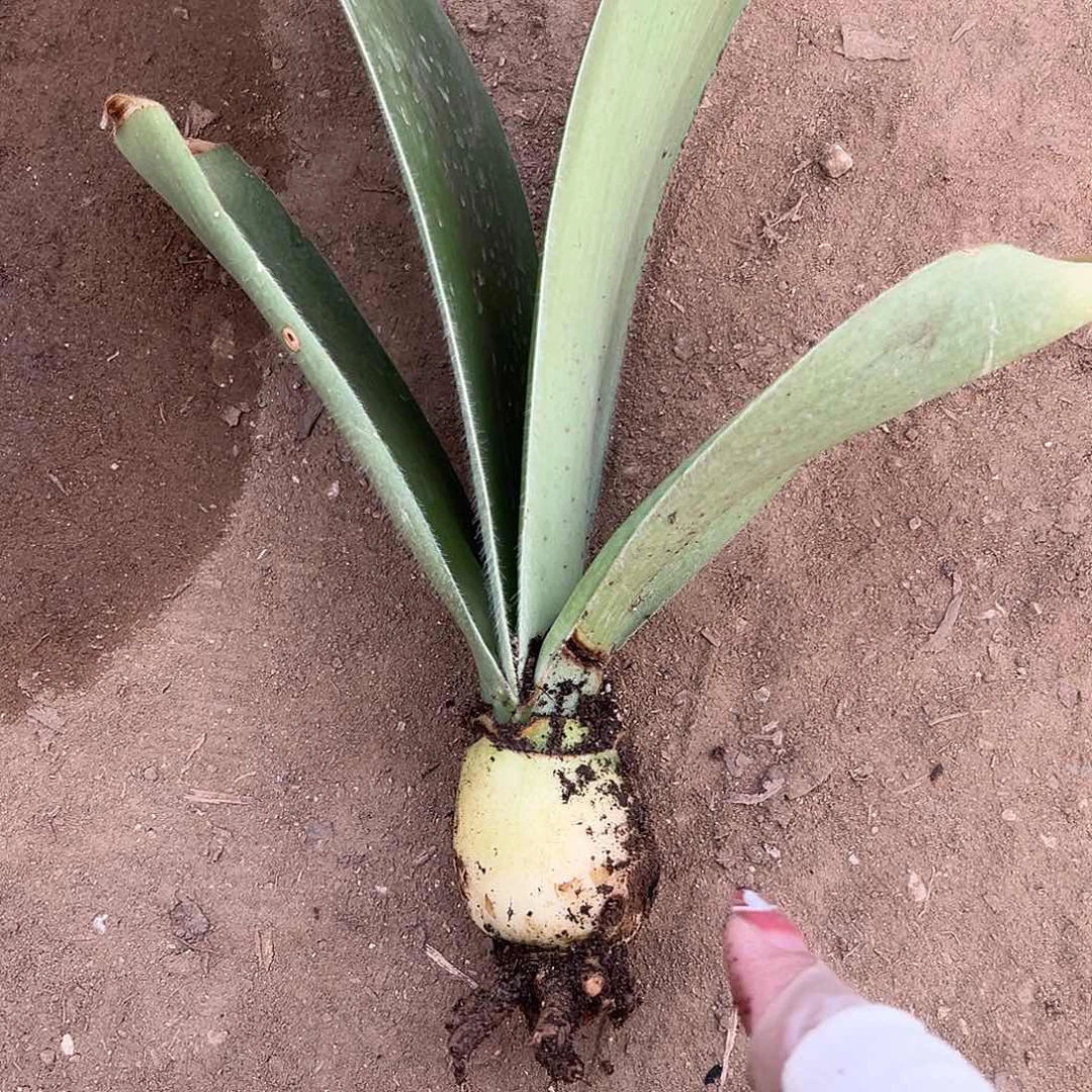 多肉植物睫毛刷单头