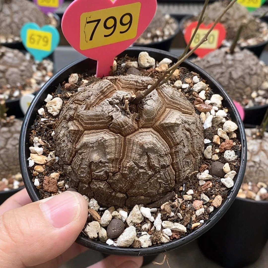 南非龟甲龙龟甲龙