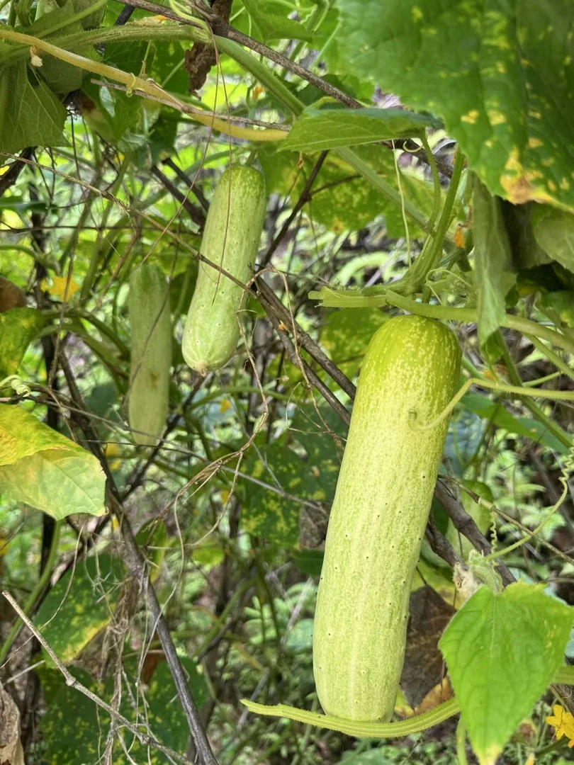 江西永丰郡埠农家本地露天种植新鲜应季现摘黄瓜