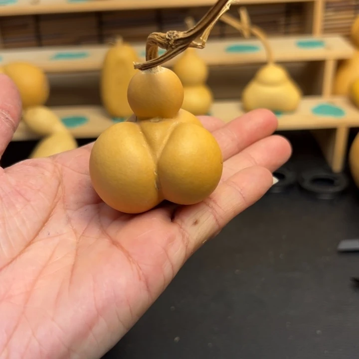 协****生葫芦葫芦葫芦葫芦葫芦葫芦