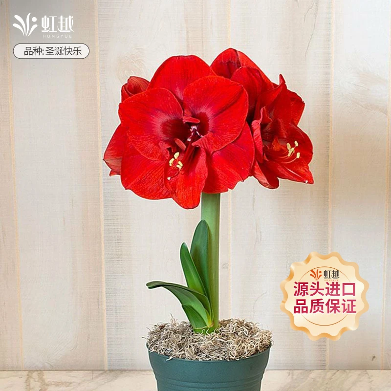 【直播专享】南非进口朱顶红种球圣诞快乐