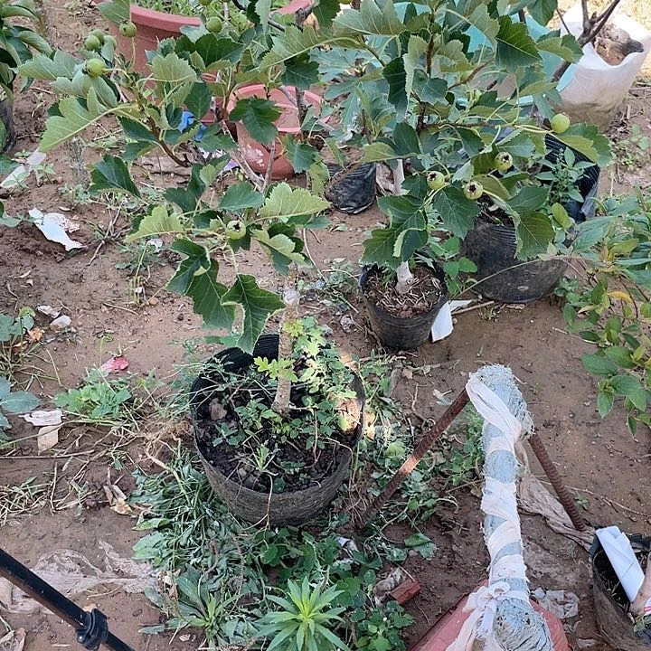 原来物一拍盆栽地栽