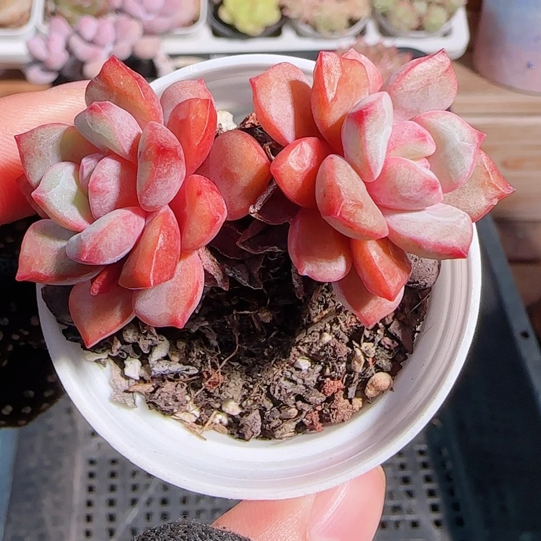 多肉一物一拍1027--164福利