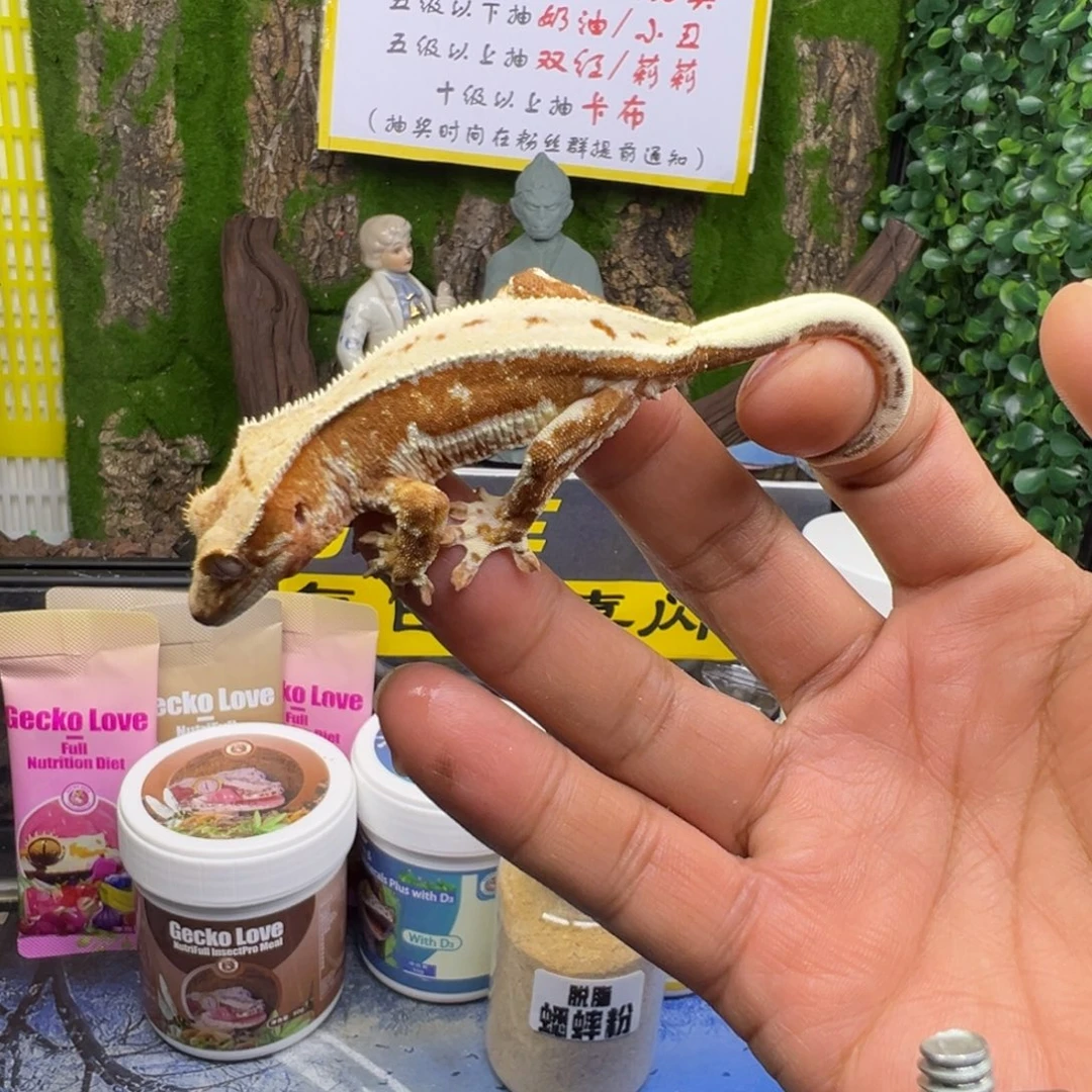 睫角守宫厚奶红底莉莉