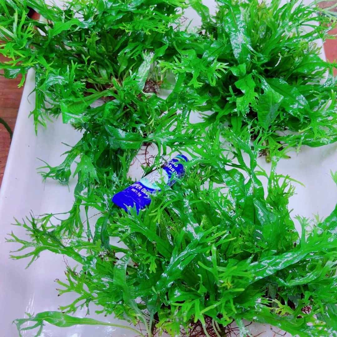 美小呆特价套餐一份