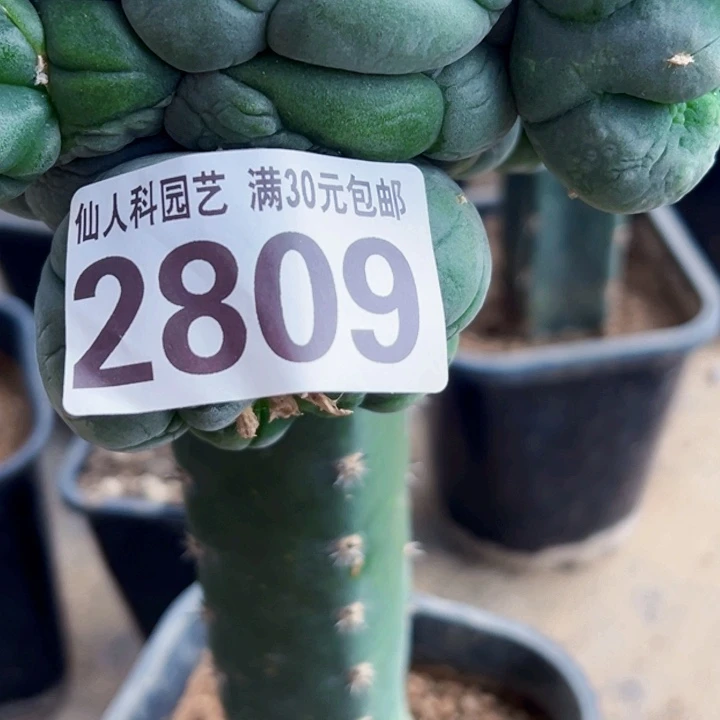 牛*龙福利大优绉疣侧芽2809