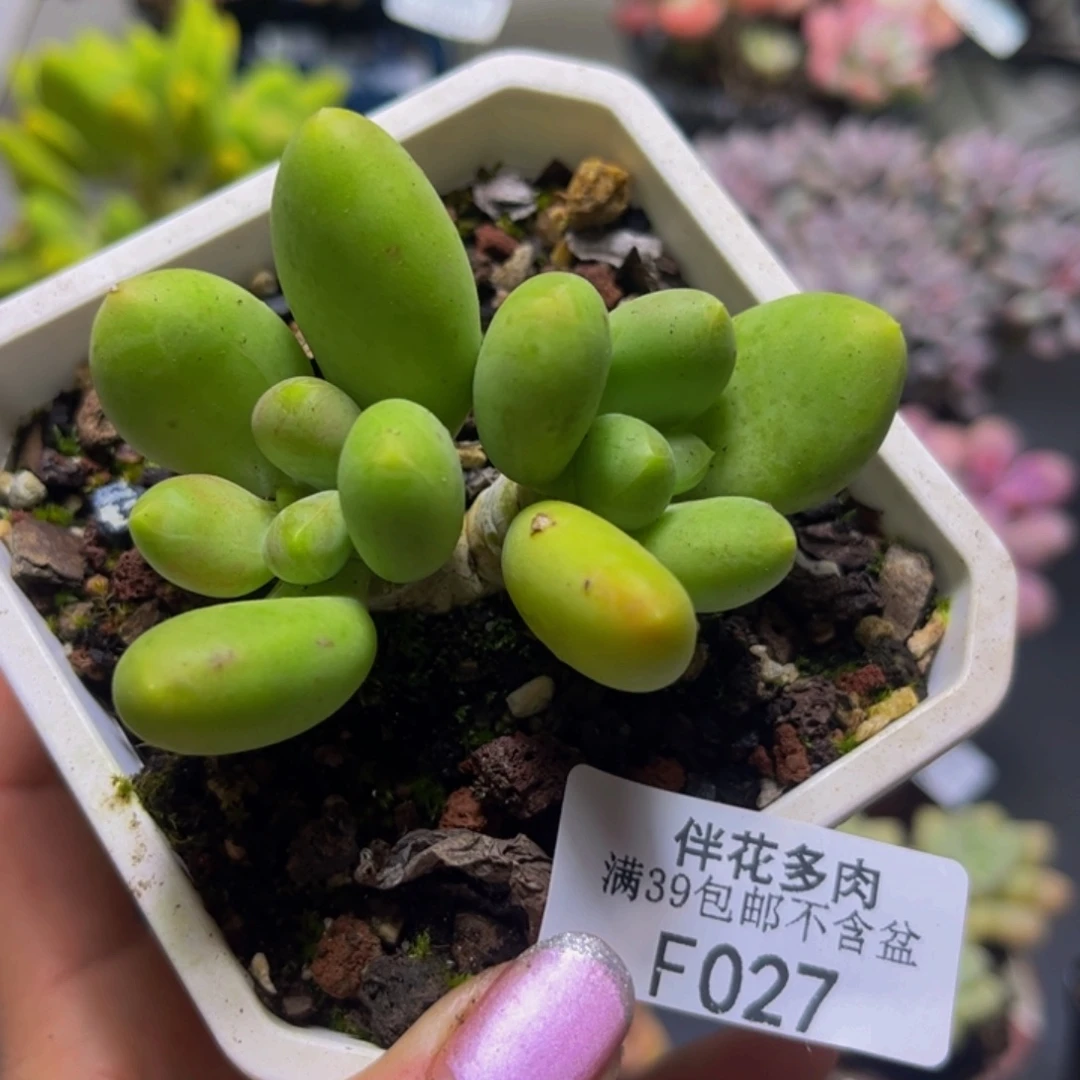 芒果奶酪027/6cm多肉