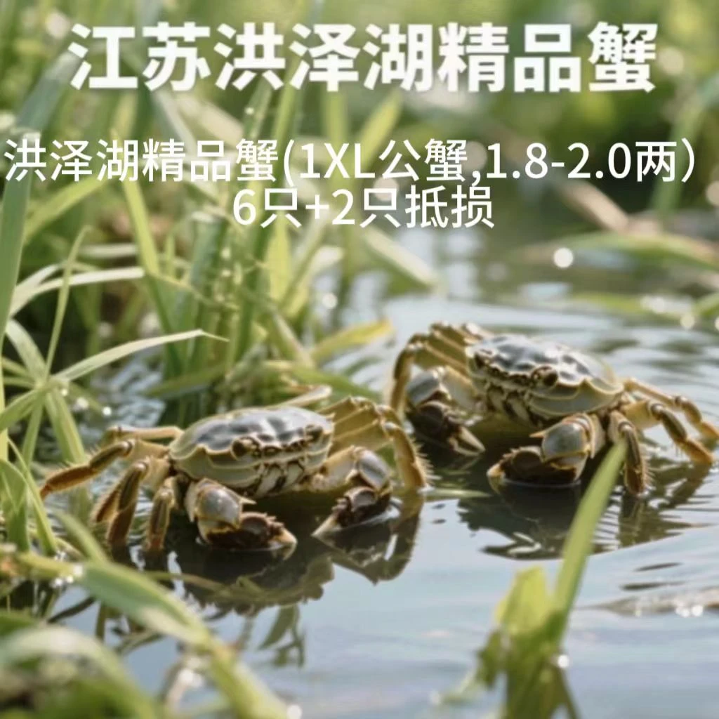 洪泽湖精品蟹(1XL公蟹,1.8-2.0两)6只+2只抵损