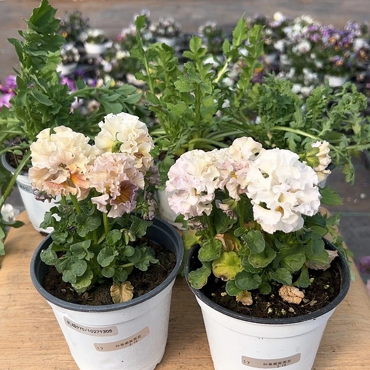 红陶抖音直播闪拍17